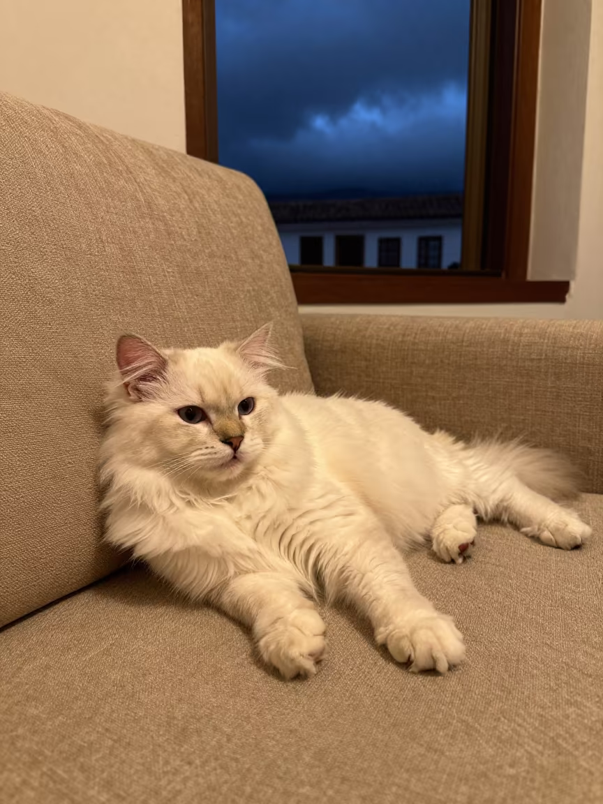 Turkish Angora Cat on Linen Sofa in Cusco in on a linen sofa with daylight from a nearby window in San Pedro Market, Cusco
