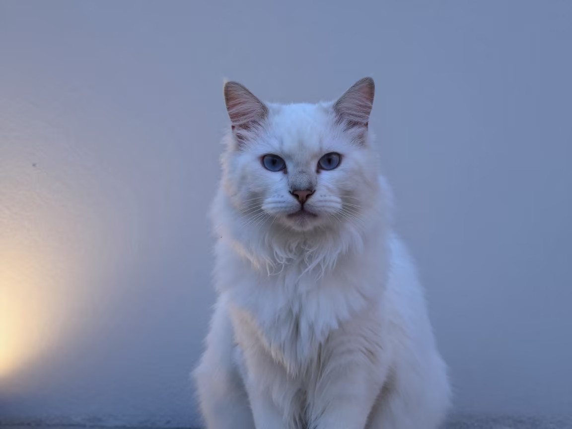 Turkish Angora Cat Portrait Indoor Sigiriya in beside a plain plaster wall in soft indoor light with the animal centered in frame in Sigiriya
