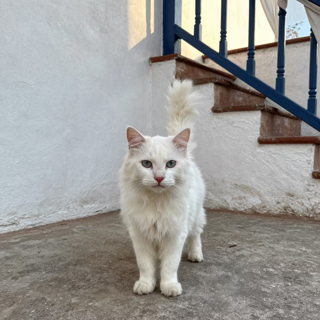 Turkish Angora Portrait Against Santo Domingo Wall in beside a plain courtyard wall in clear daylight with the animal at eye level near Santo Domingo