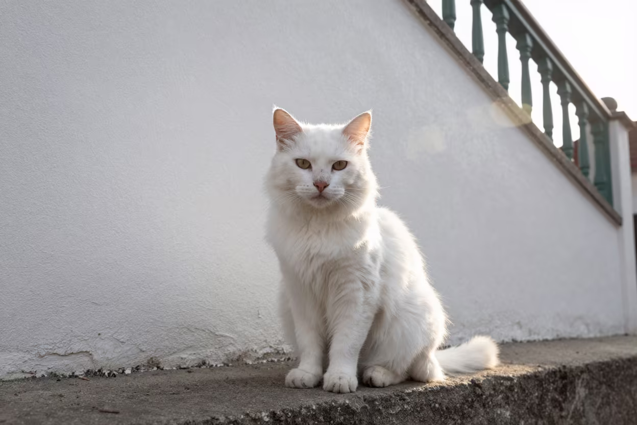 Turkish Angora Portrait in Medellin Courtyard Dawn Light in beside a plain courtyard wall in clear daylight with the animal at eye level in Laureles, Medellin