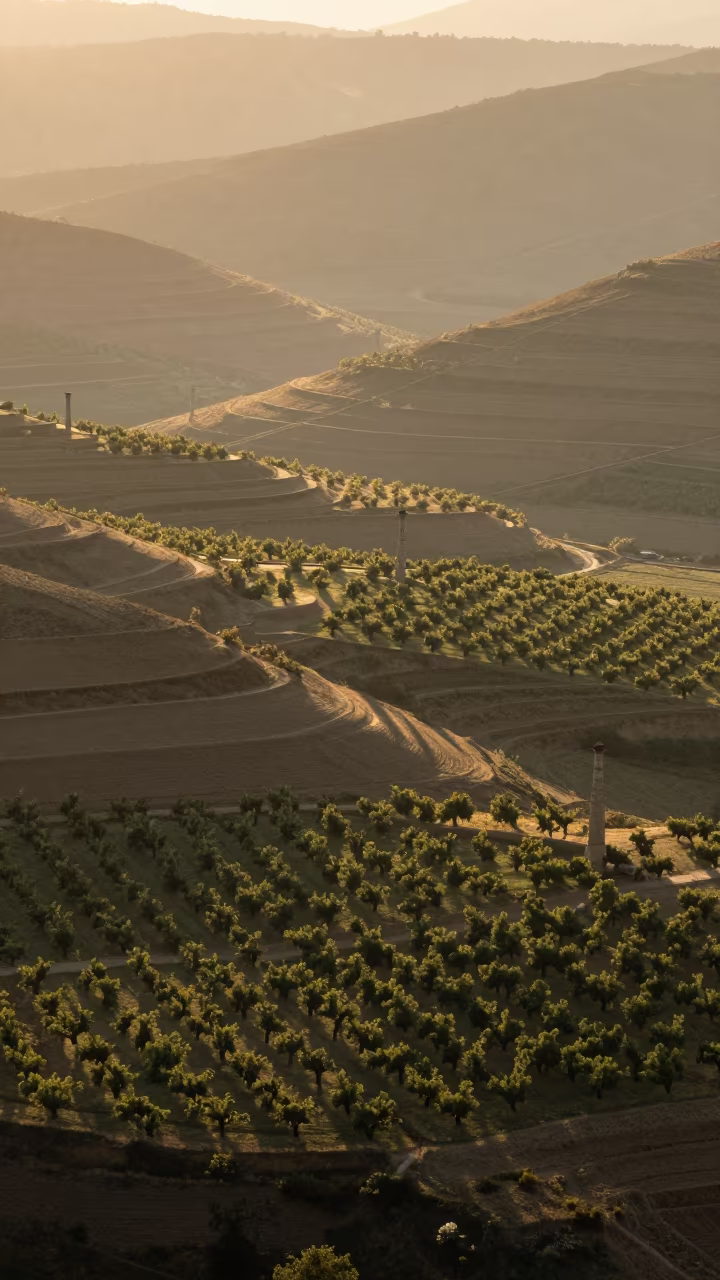 Turkish Orchard Grids Under Evening Haze in far above terraced hillsides in Turkey