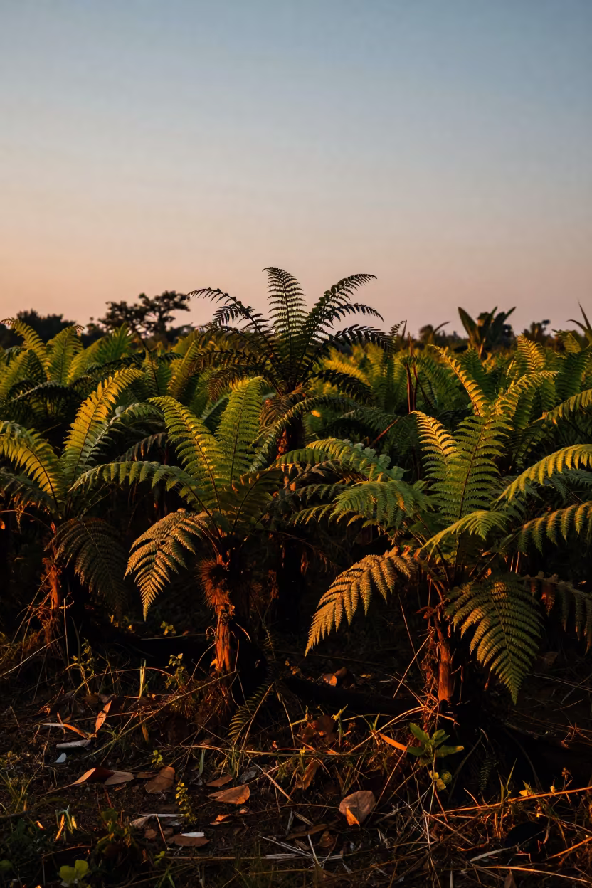 Turmeric Field Silhouetted in Evening Light in on a fern-lined forest floor near Ho Chi Minh City