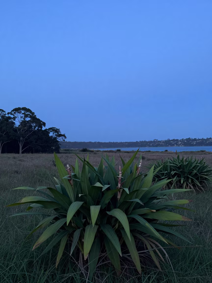Turmeric Field in Sydney Twilight Meadow in in a bloom-heavy meadow near Sydney