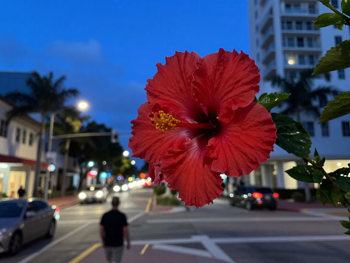 Twilight Miami Street Scene with Hibiscus Flower and Commuter Train Bridge in in Miami, Florida, United States