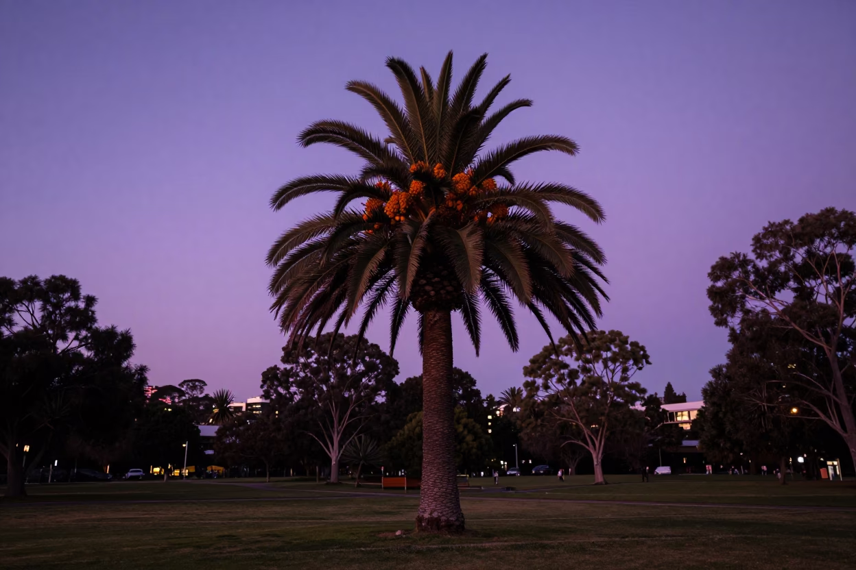 Twilight on Park Lands in Adelaide in in Adelaide, South Australia, Australia