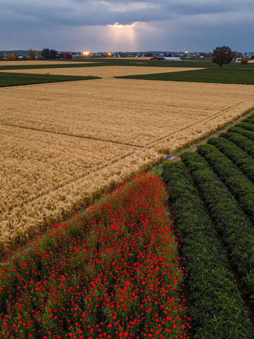 Twilight Poppy Wheat Fields Nampo Tea Plantation in at the edge of a tea plantation in Nampo