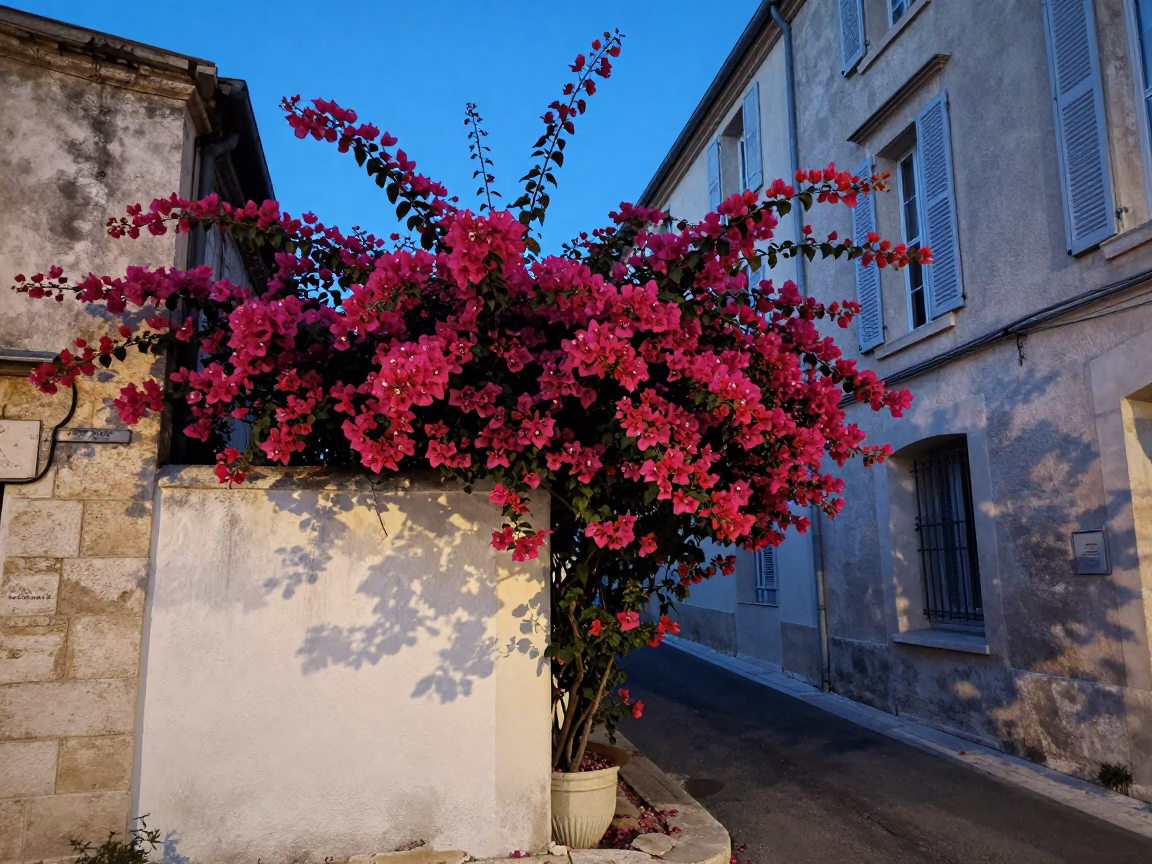 Twilight Scene in Marseille France with Bougainvillea Cascade Over White Garden Wall in in Marseille, France