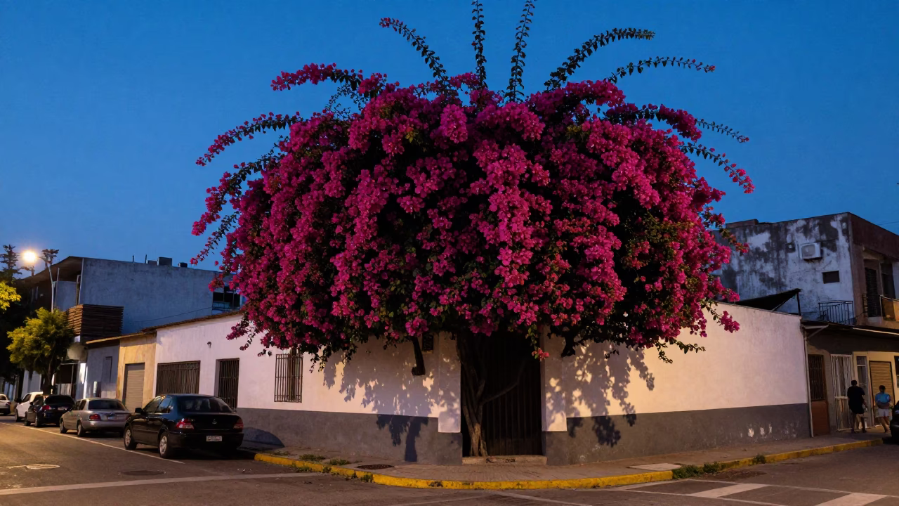 Twilight street scene in Buenos Aires Argentina with bougainvillea cascade and urban architecture in in Buenos Aires, Argentina