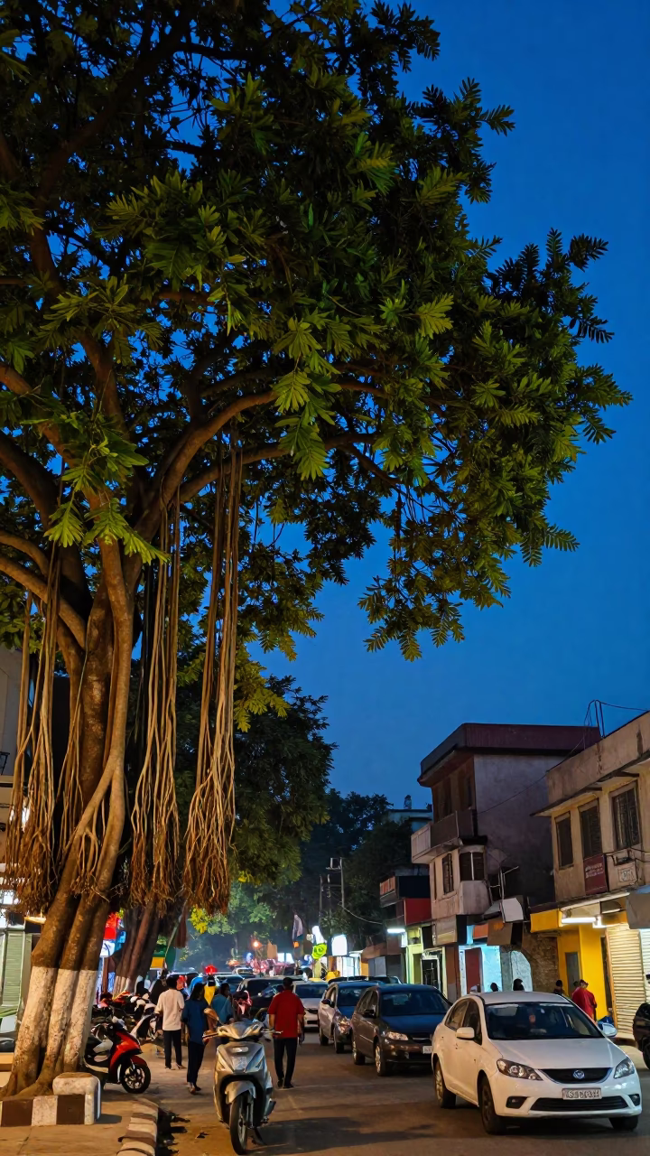 Twilight Street Scene in Delhi India with Banyan Tree and Leaf Shadows in in Delhi, India