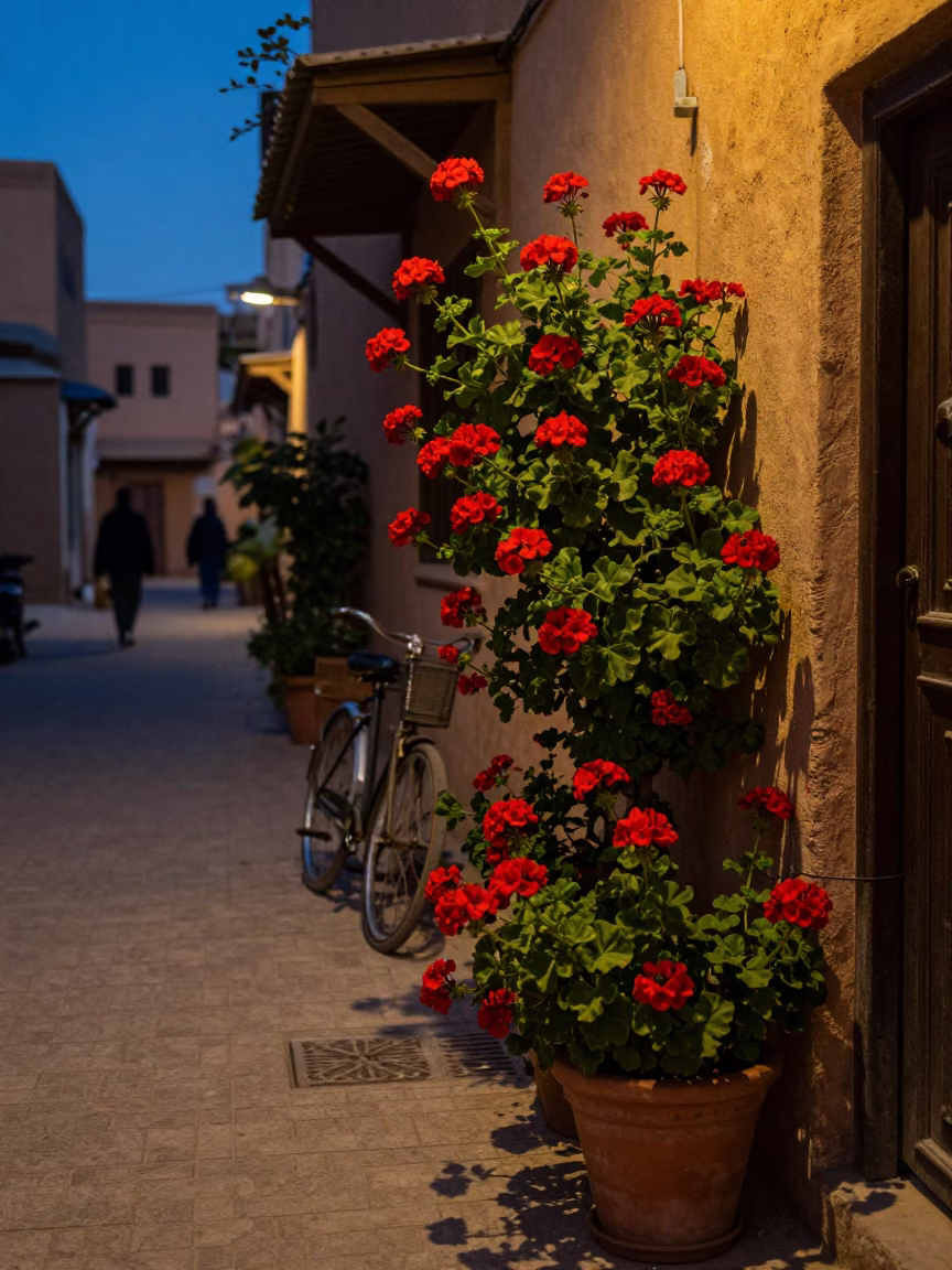 Twilight street scene in Fez Morocco with geraniums and bicycle near bakery in in Fez, Morocco