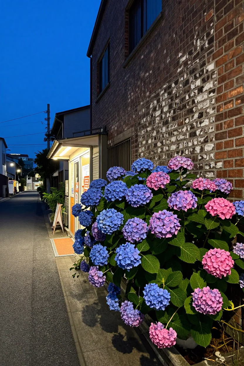 Twilight street scene in Fukuoka Japan with vibrant hydrangea bush and local shop details in in Fukuoka, Japan