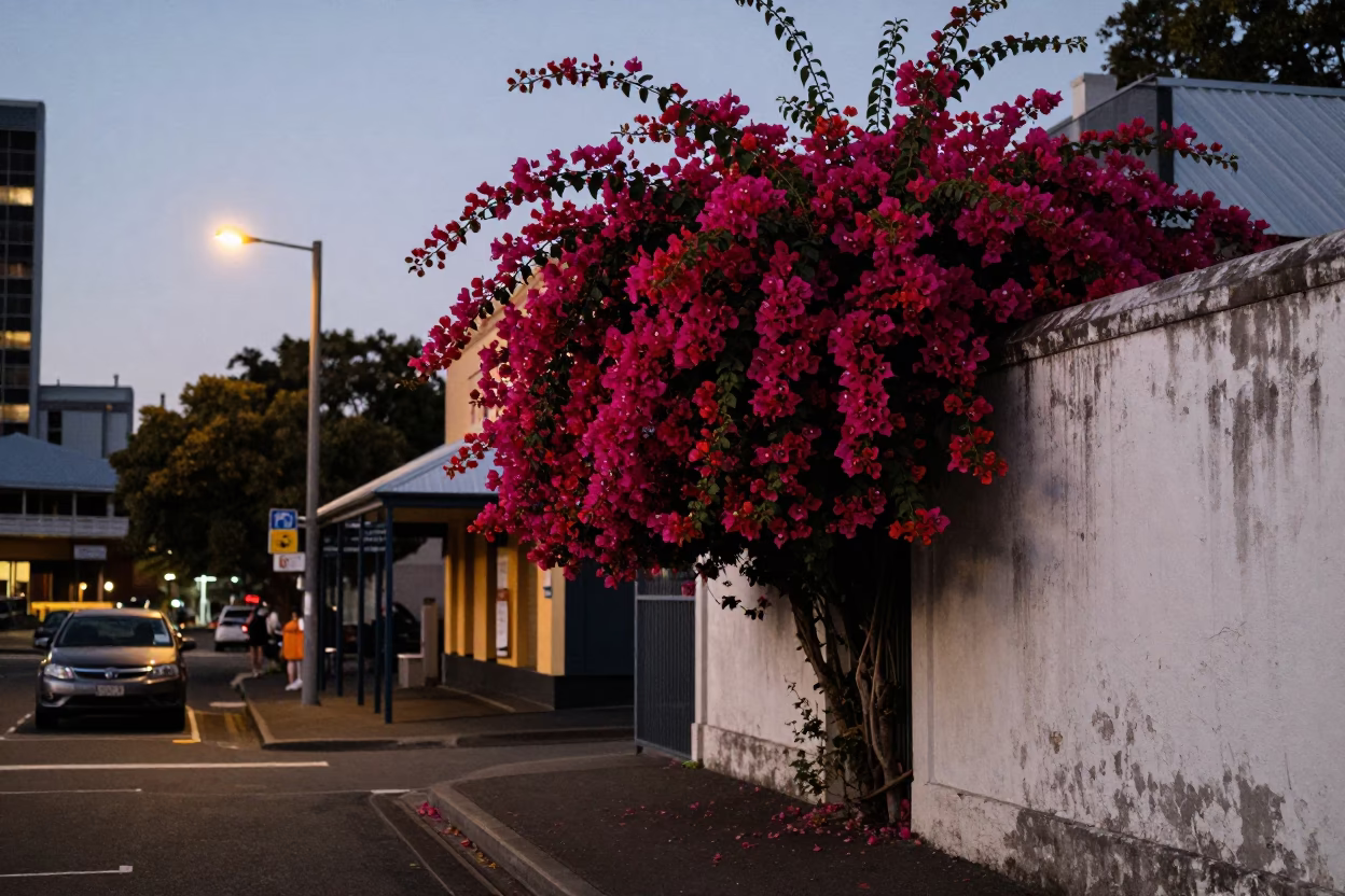 Twilight Street Scene in Hobart Tasmania Featuring Bougainvillea and Local Architecture in in Hobart, Tasmania, Australia