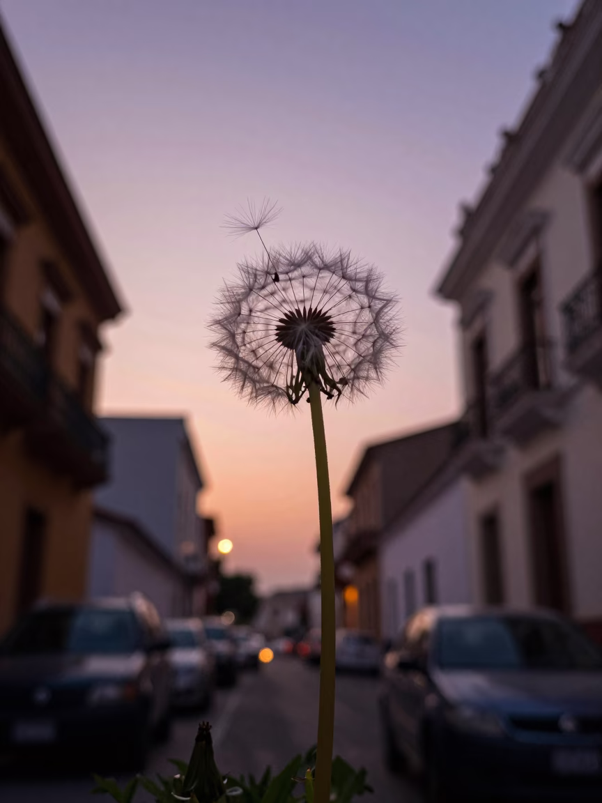 Twilight Street Scene in Lima Peru with Dandelion Seed Head and Doormat in in Lima, Peru
