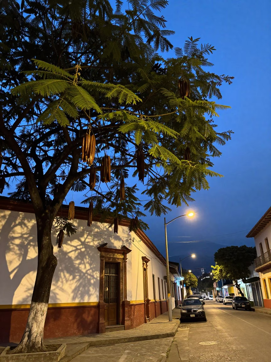 Twilight Street Scene in Medellin Colombia Featuring Tamarind Tree and Local Market Activity in in Medellin, Colombia