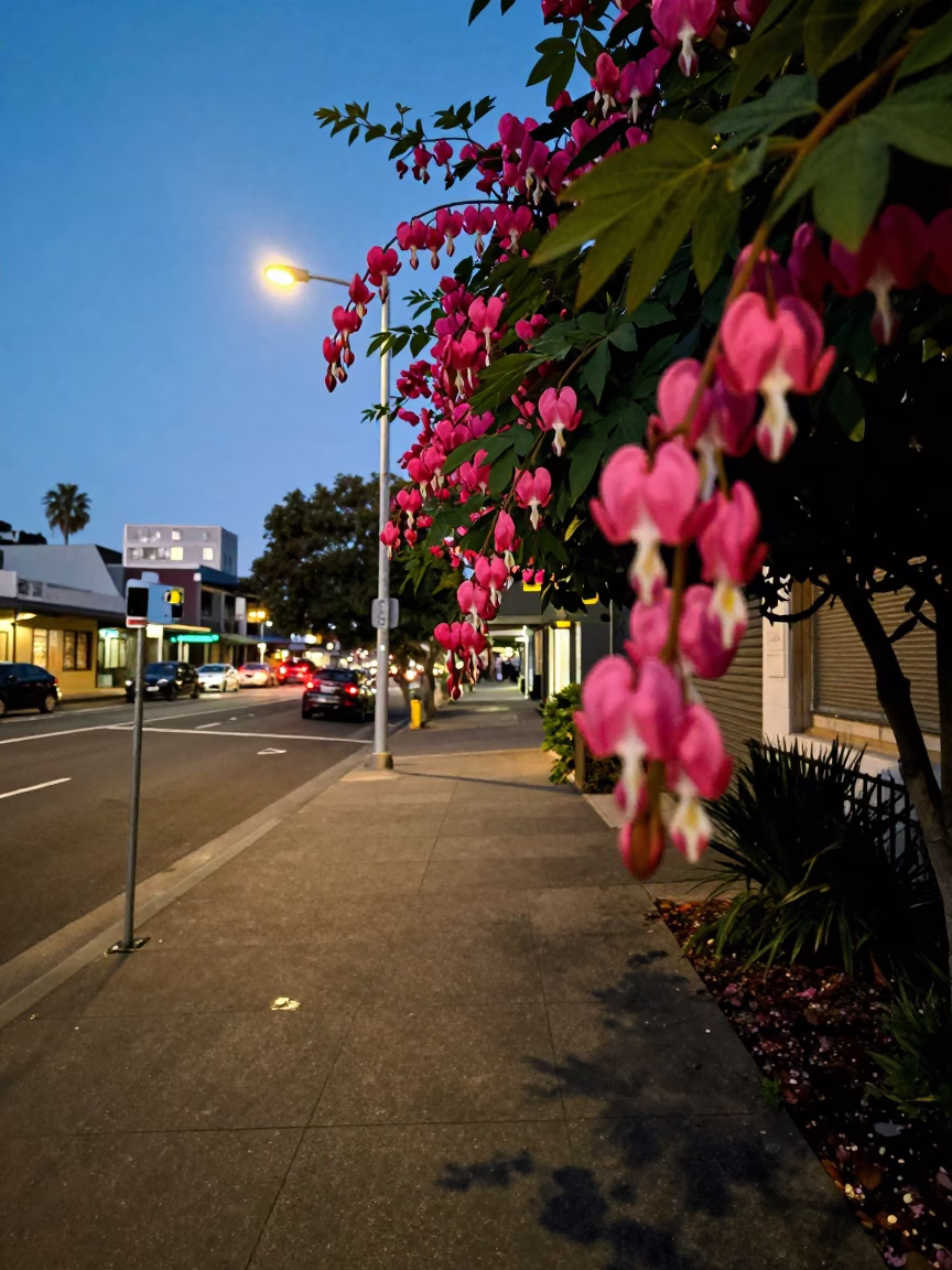 Twilight street scene in Perth Western Australia with vibrant flowers and urban architecture in in Perth, Western Australia, Australia