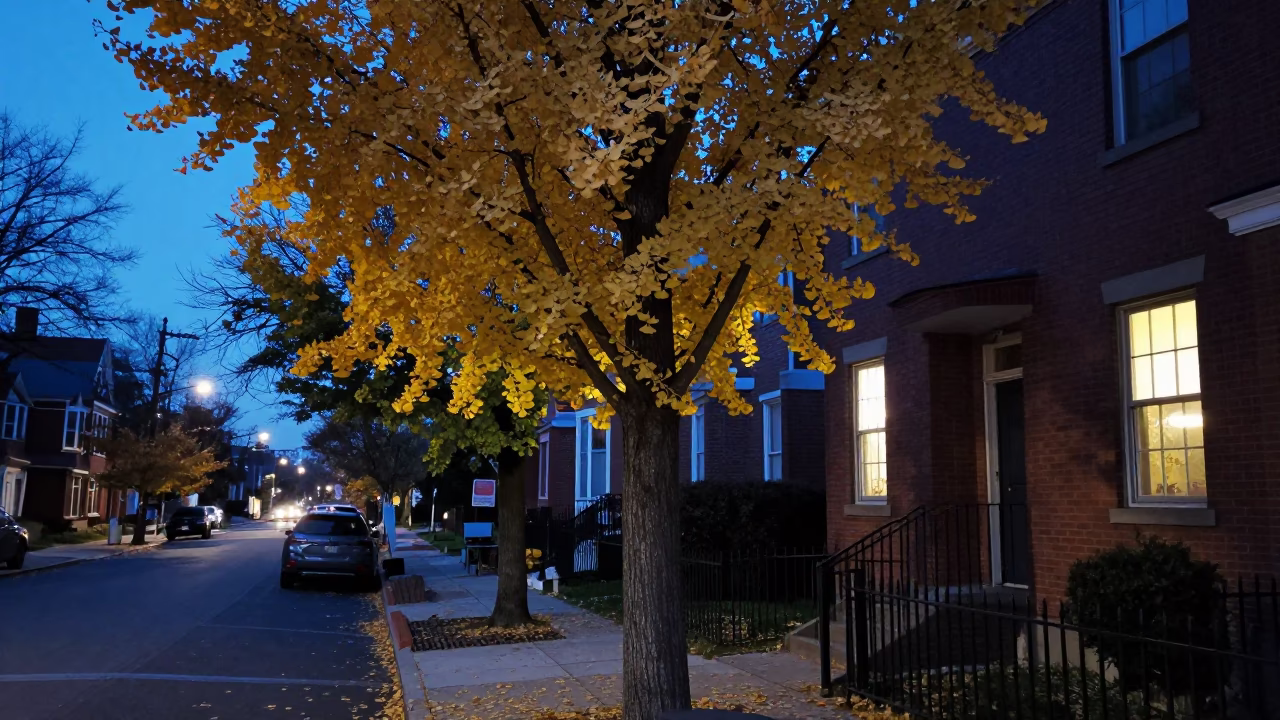 Twilight Street Scene in Philadelphia Pennsylvania with Ginkgo Trees and Window Boxes in in Philadelphia, Pennsylvania, United States