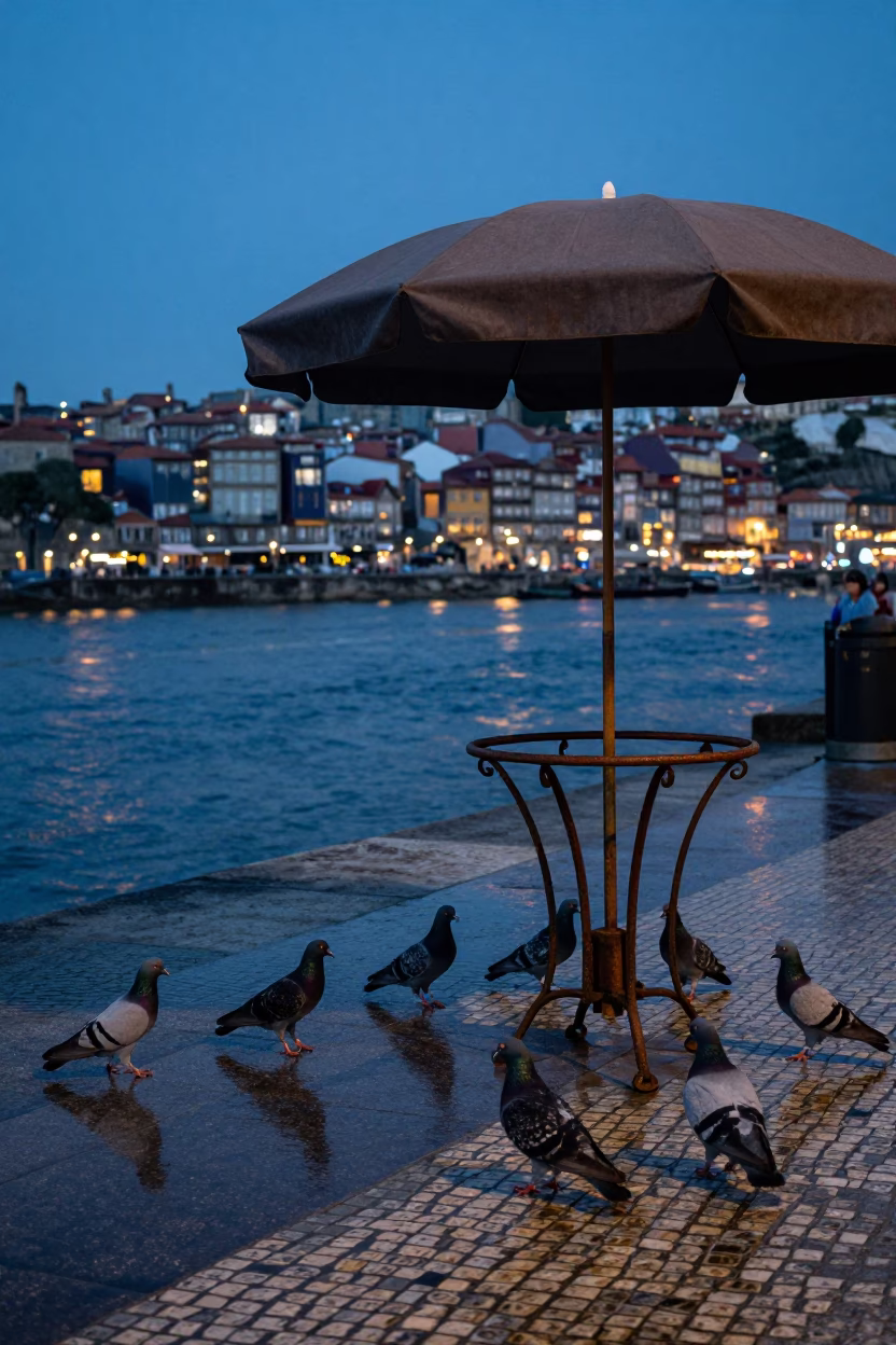Twilight Street Scene in Porto Portugal with Pigeons and Umbrella Stand in in Porto, Portugal