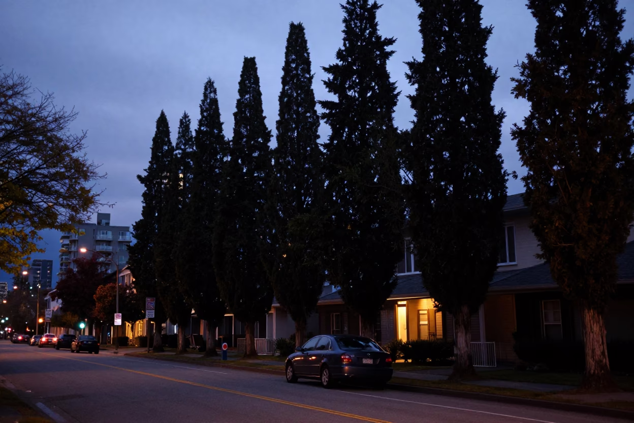 Twilight Street Scene in Vancouver British Columbia with Cypress Trees and Car in in Vancouver, British Columbia, Canada