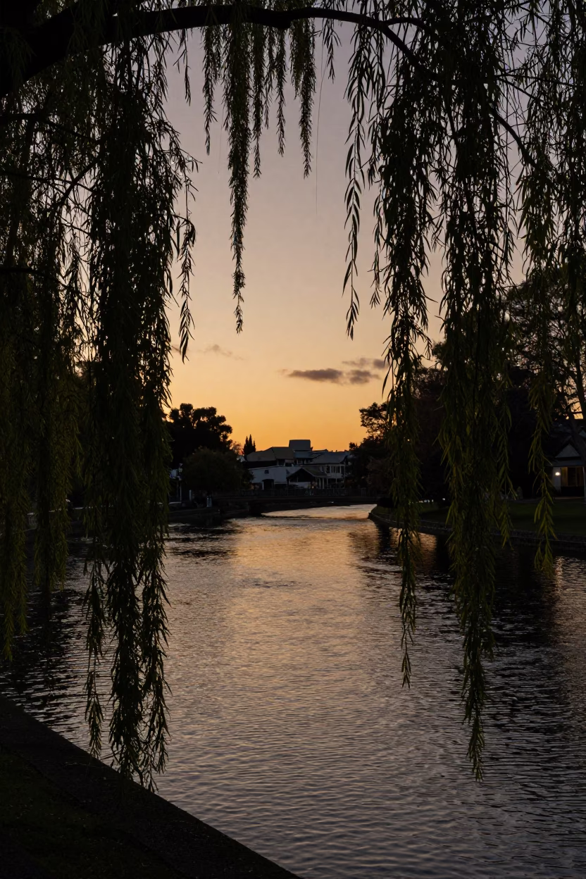 Twilight view of Christchurch River Avon with willow branches and city lights in in Christchurch, New Zealand