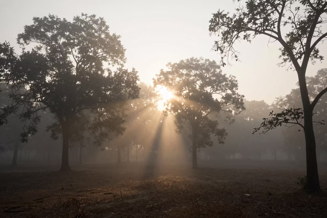 Tyndall Beam Light Through Rajasthan Fog in through low marine fog in Rajasthan