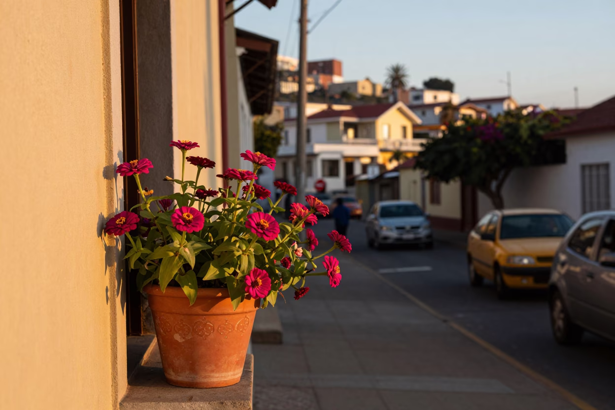 Valparaiso Chile Golden Hour Street Scene with Zinnias and Local Life in in Valparaiso, Chile
