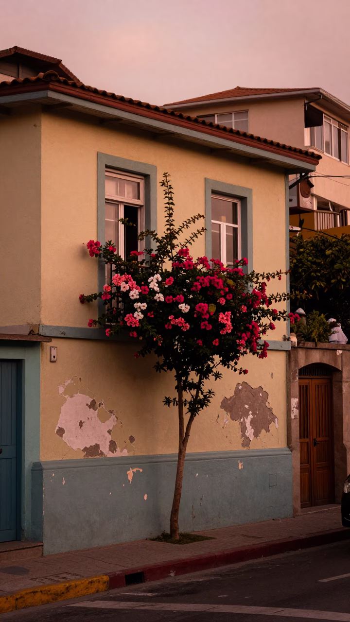 Valparaiso Chile Street Scene with Flowering Plant in Copper Dusk Light in in Valparaiso, Chile