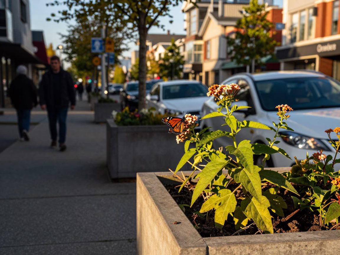 Vancouver BC Honeyed Evening Light Street Scene with Monarch Butterfly and Local Life in in Vancouver, British Columbia, Canada