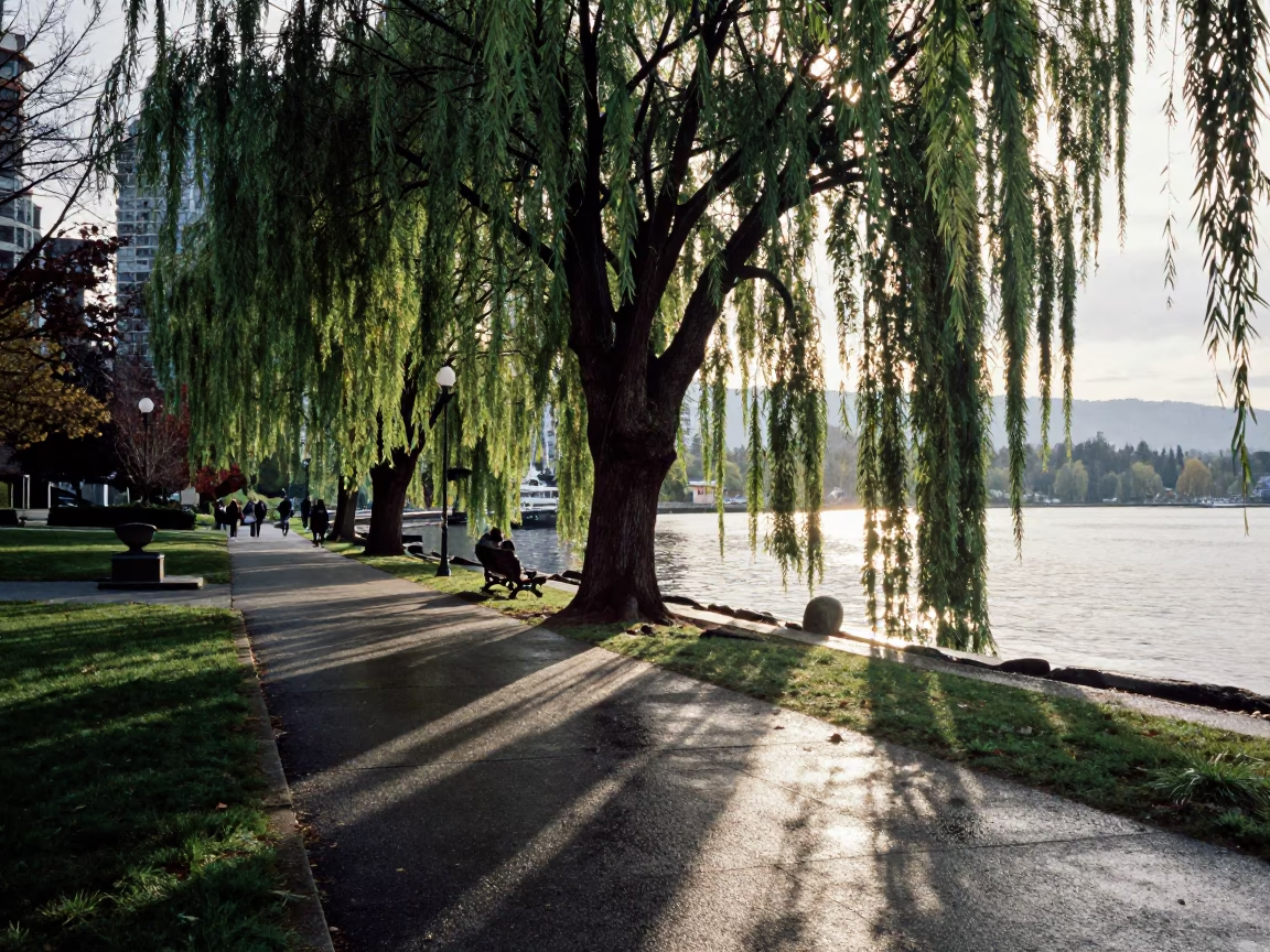 Vancouver First Light Weeping Willow Waterfront Park Street Scene in in Vancouver, British Columbia, Canada