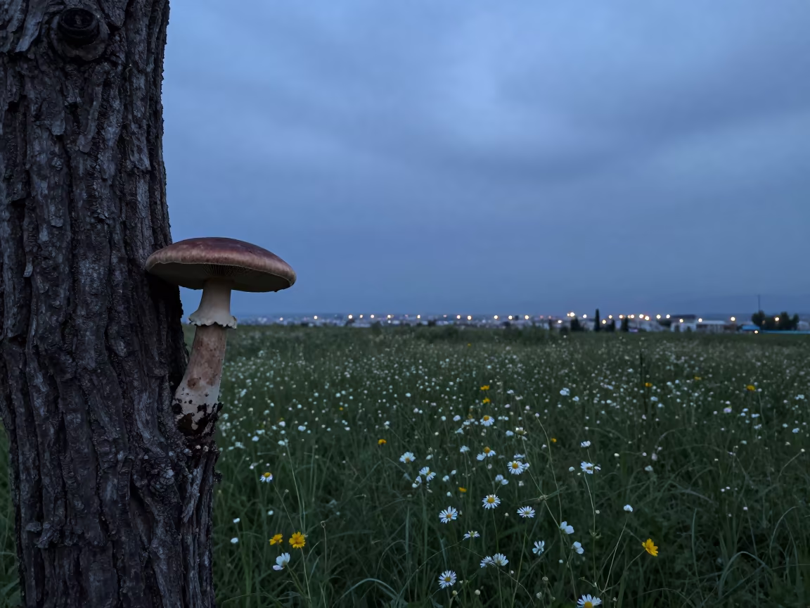 Velvet Shank Mushroom on Winter Tree in Blue Hour in in a bloom-heavy meadow near Kırıkkale