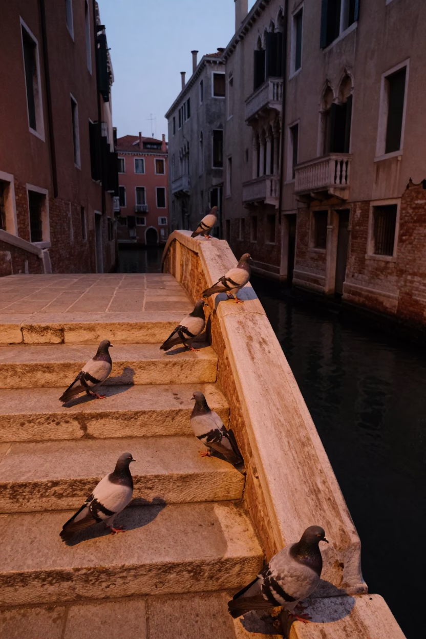 Venice Dusk Copper Light Pigeons on Historic Canal Bridge Stoop in in Venice, Italy
