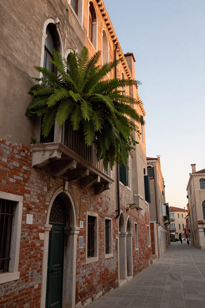 Venice Italy Dawn Street Scene with Staghorn Fern and Local Interaction in in Venice, Italy