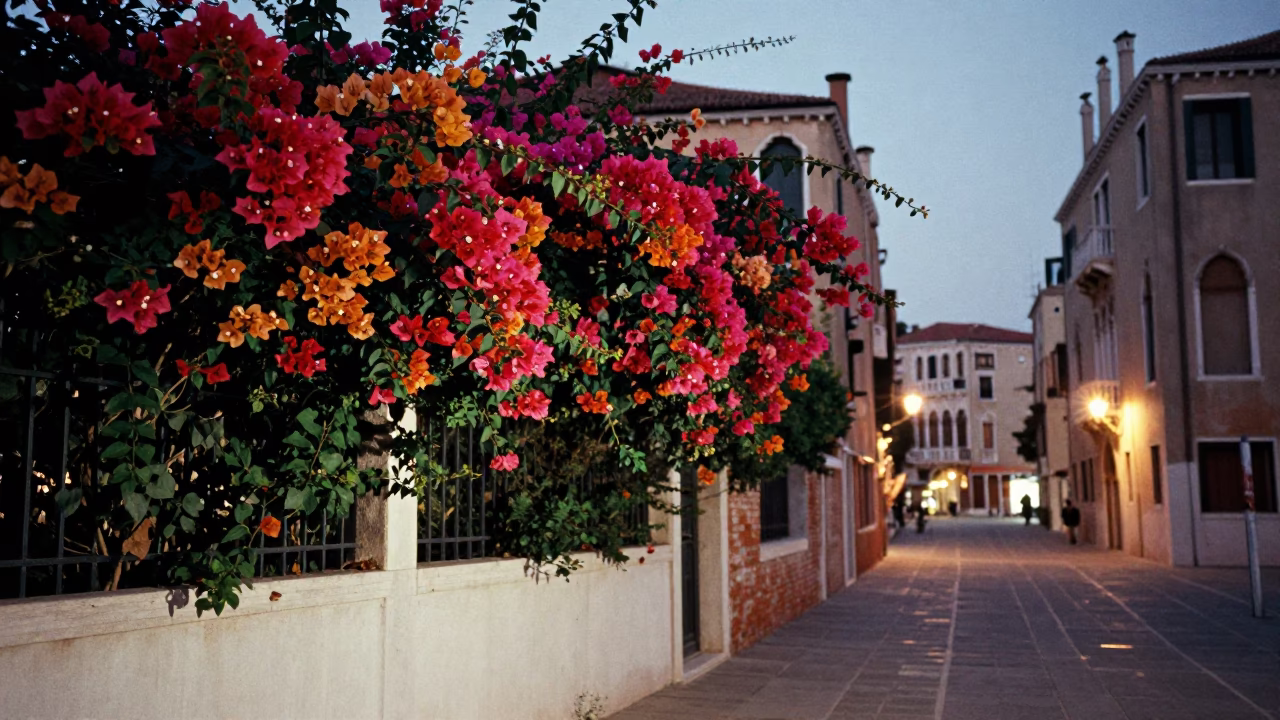Venice Italy Evening Street Scene with Colorful Bougainvillea and Traditional Architecture in in Venice, Italy