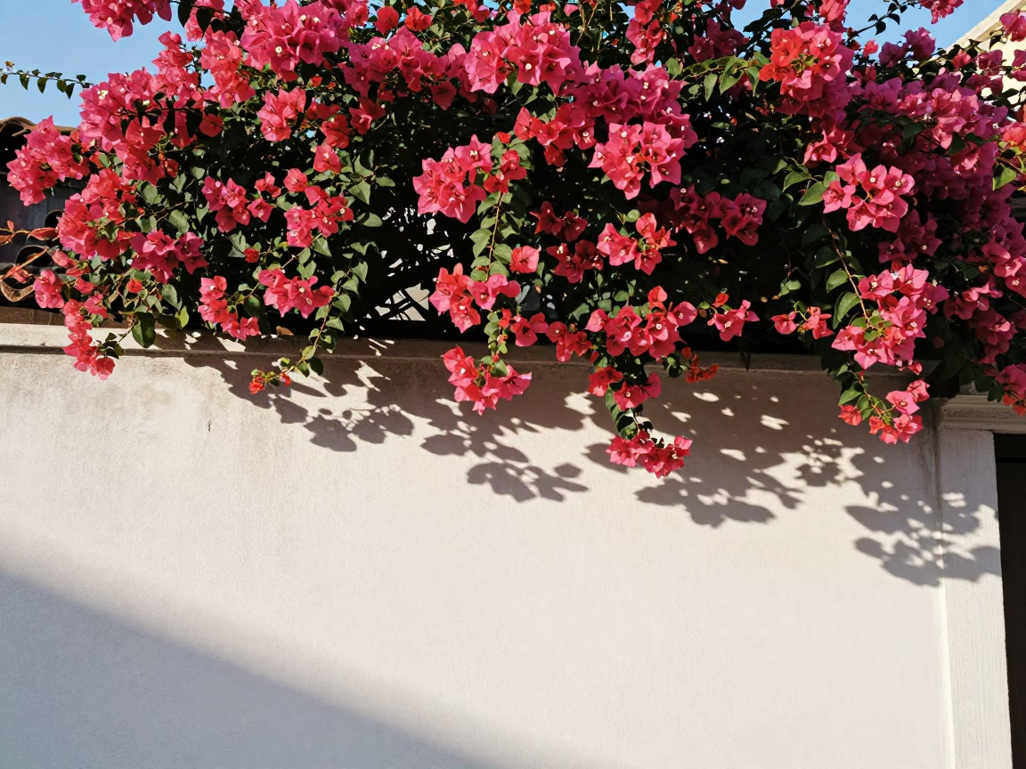 Venice Italy Late Morning Bougainvillea Cascade Over White Wall Near Grand Canal in in Venice, Italy