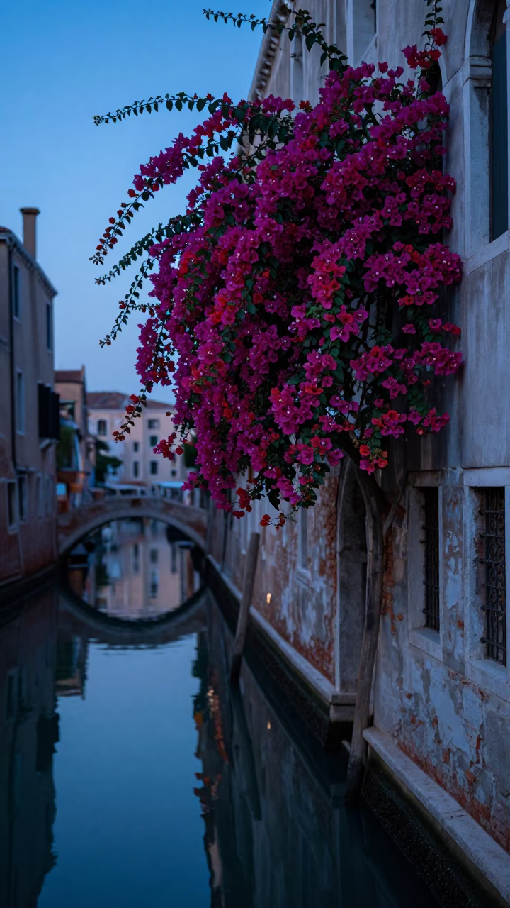 Venice Italy Pre-Dawn Canal Scene with Bougainvillea and Weathered Stone Architecture in in Venice, Italy
