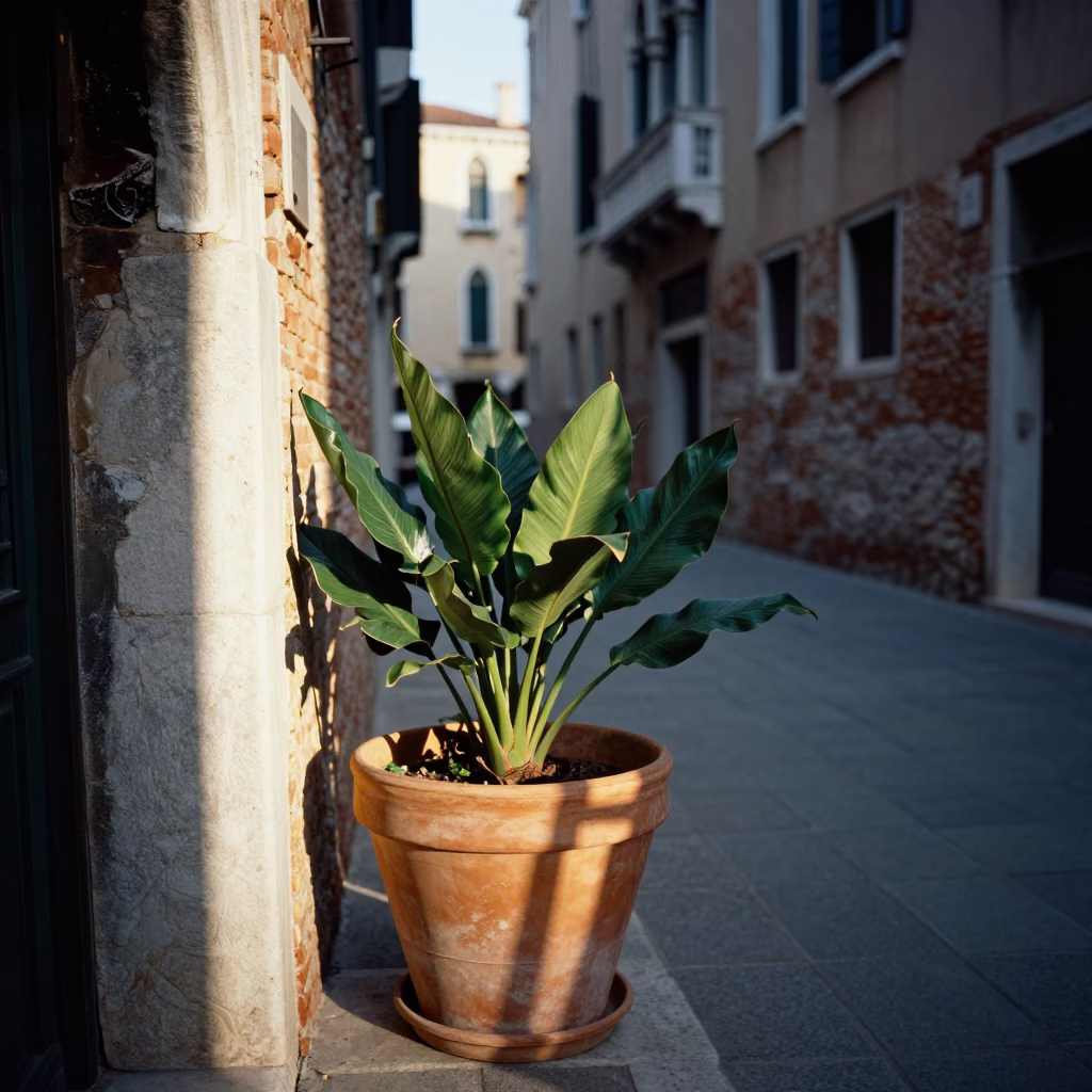 Venice Late Morning at The Late Morning Light in in Venice, Italy