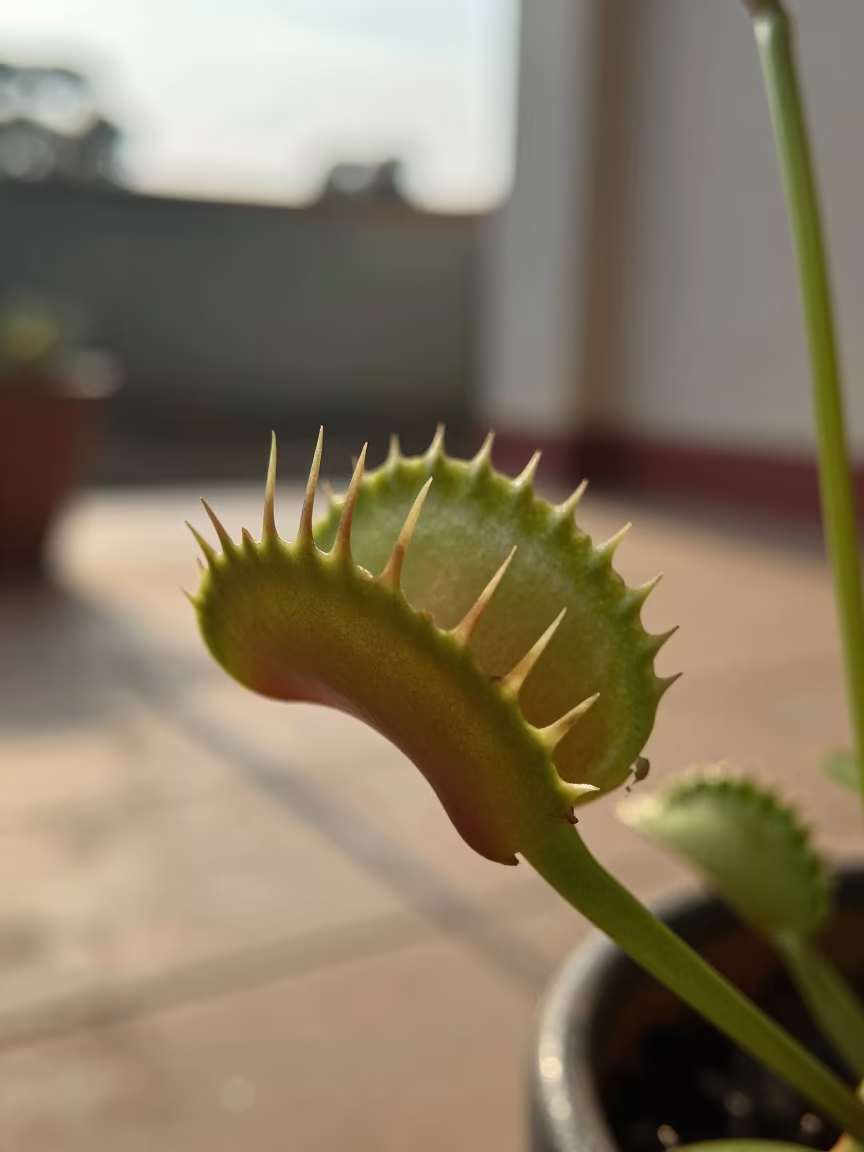 Venus Flytrap Trigger Hairs Macro Lagos in inside a seed pod split open in Oshodi, Lagos