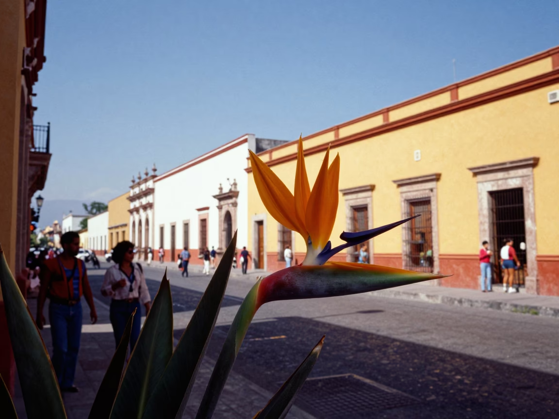 Vibrant 1970s Street Scene in Merida Mexico with Bird of Paradise Flower in in Merida, Mexico