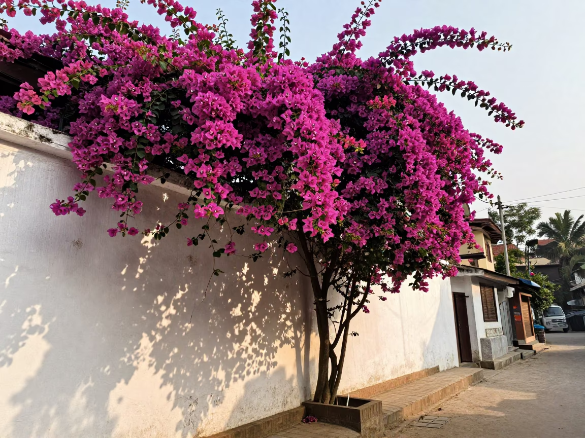 Vibrant Bougainvillea Cascade Over White Wall in Early Afternoon Kathmandu Nepal in in Kathmandu, Nepal