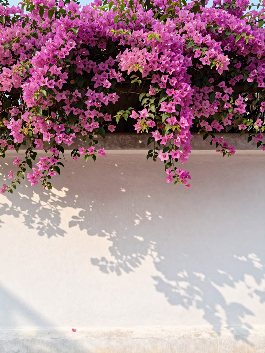 Vibrant Bougainvillea Cascade Over White Wall in Luang Prabang Laos Midmorning in in Luang Prabang, Laos