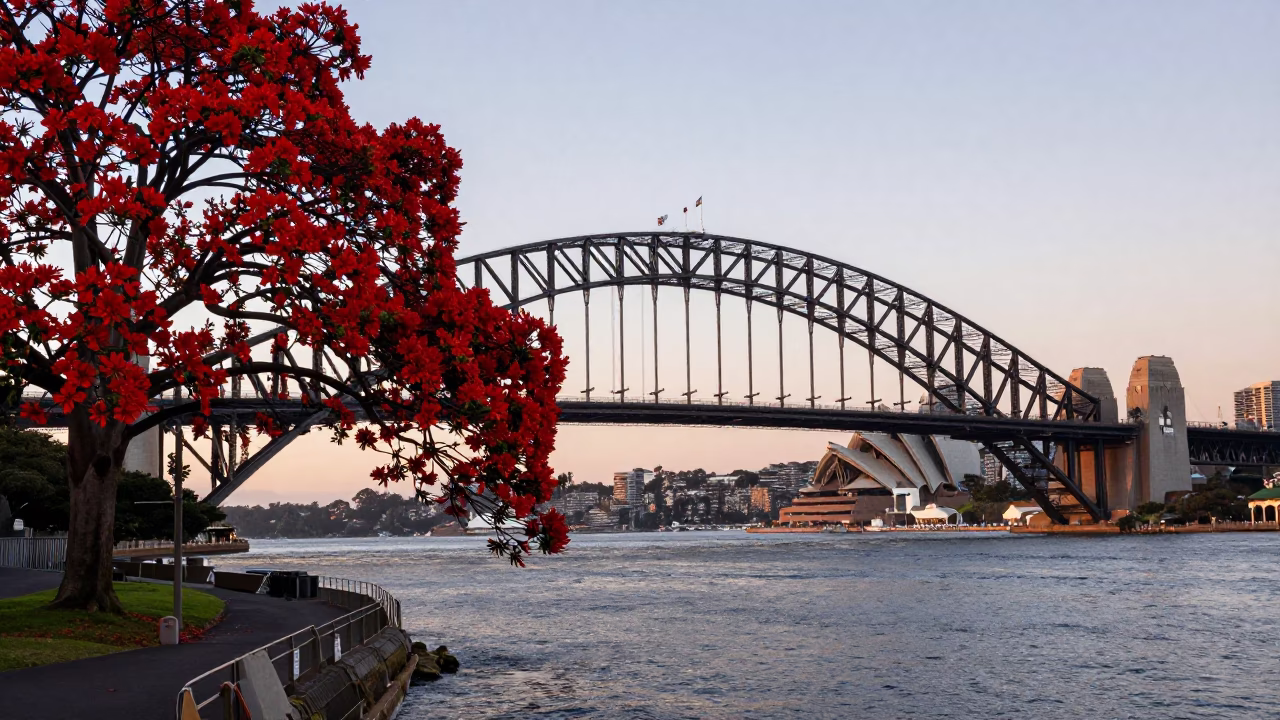 Vibrant Flame Tree Bloom Over Sydney Harbour Bridge Drawbridge Counterweight at Dawn in in Sydney, New South Wales, Australia