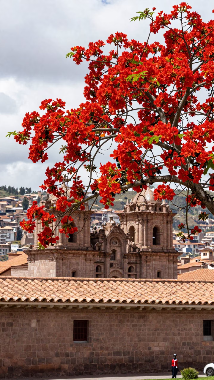 Vibrant Flame Tree in Brilliant Red Bloom Overlooking Colonial Cusco Stone Walls in in Cusco, Peru