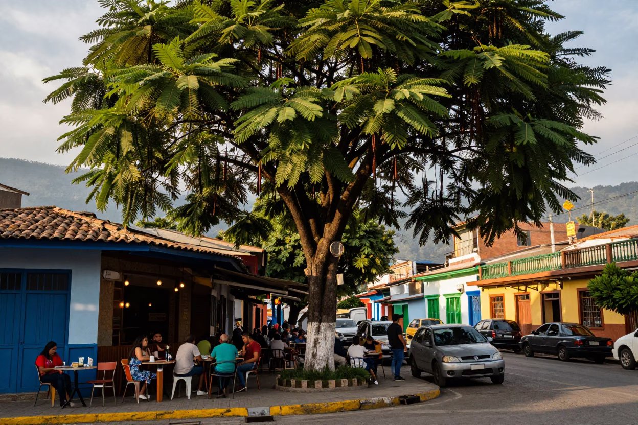 Vibrant Medellin Street Scene with Tamarind Tree and Local Life in Early Evening Light in in Medellin, Colombia