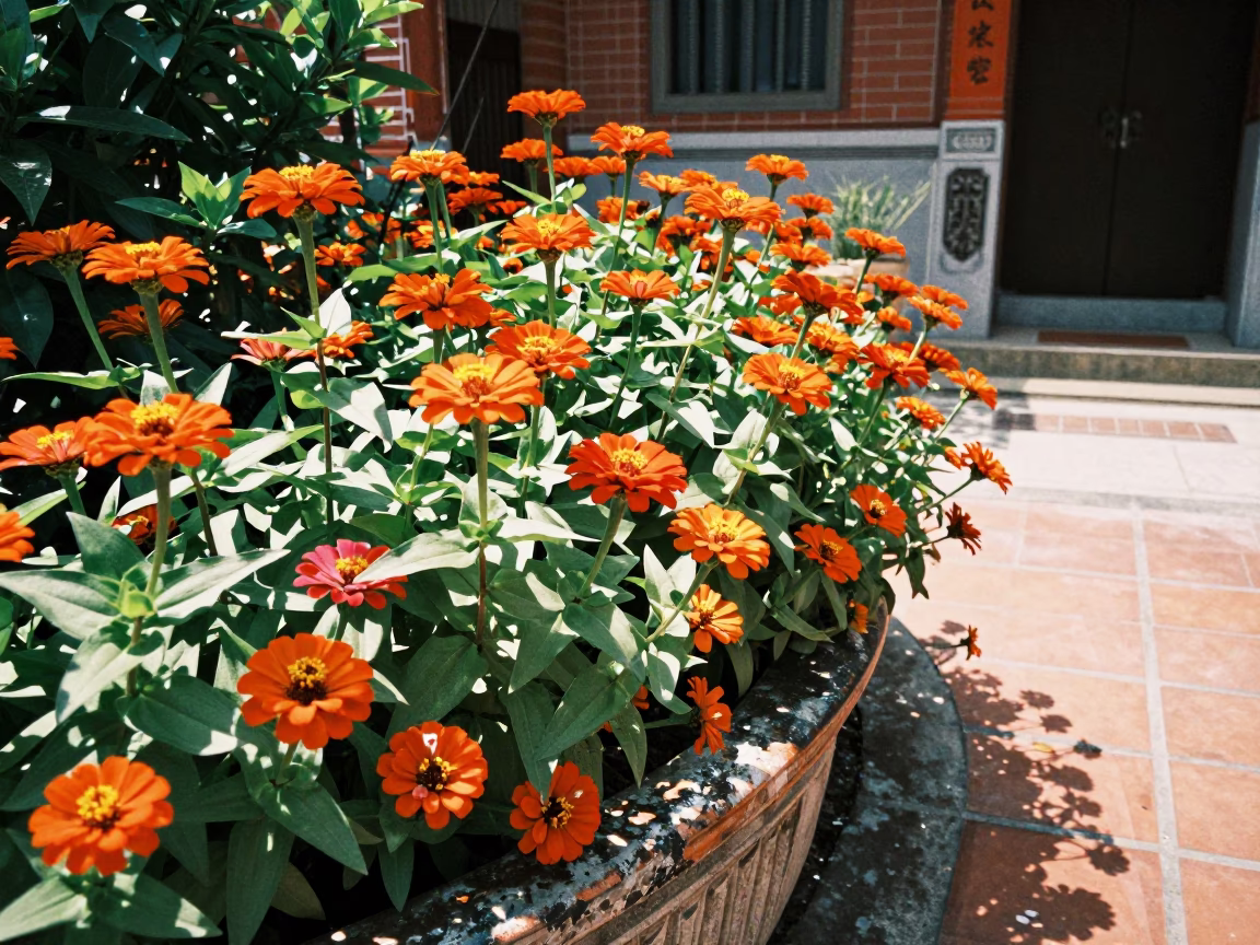 Vibrant Orange Zinnias Blooming in Traditional Tainan Courtyard During Bright Midmorning in in Tainan, Taiwan