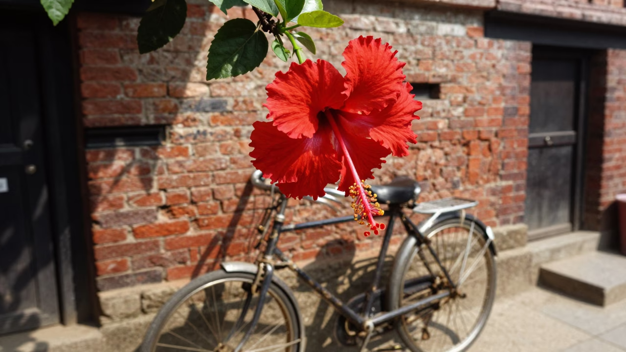 Vibrant Red Hibiscus Flower in Bright Kathmandu Midmorning Light with Vintage Bicycle in in Kathmandu, Nepal