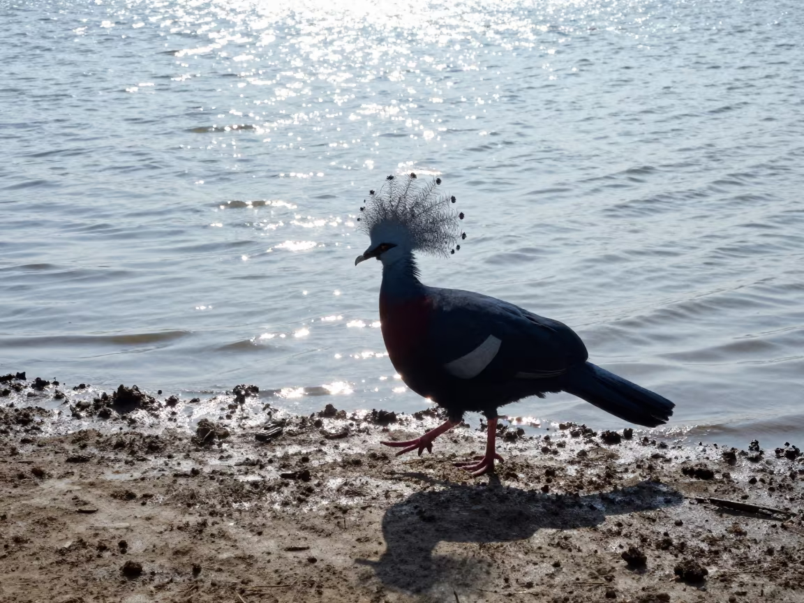 Victoria Crowned Pigeon Strutting Near Tidal Inlet in beside a tidal inlet in West Bengal