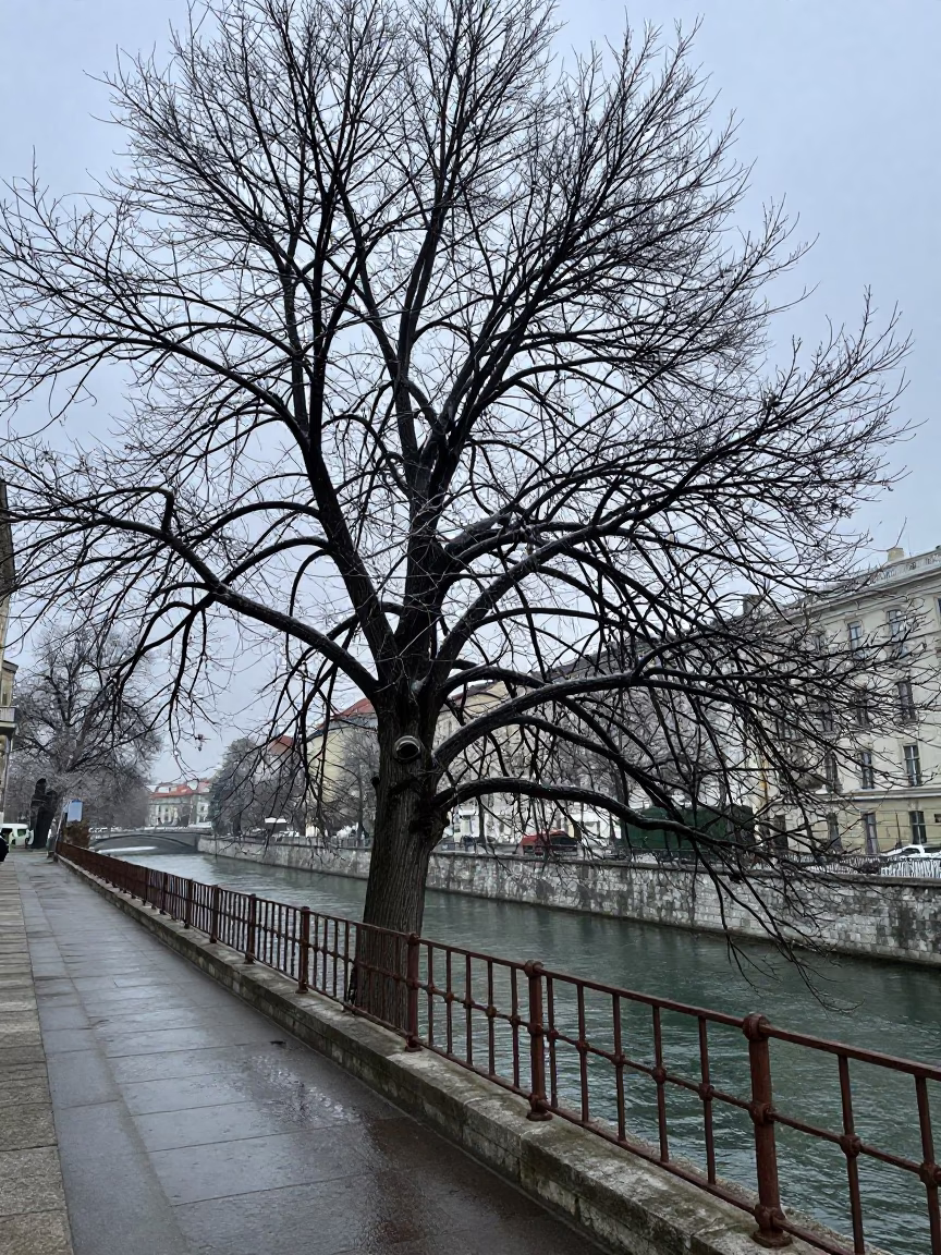 Vienna Bare Deciduous Tree in in Vienna, Austria