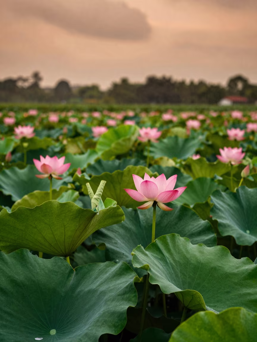 Vietnamese Lotus Field Monsoon Dusk in in a bloom-heavy meadow near Baghdad