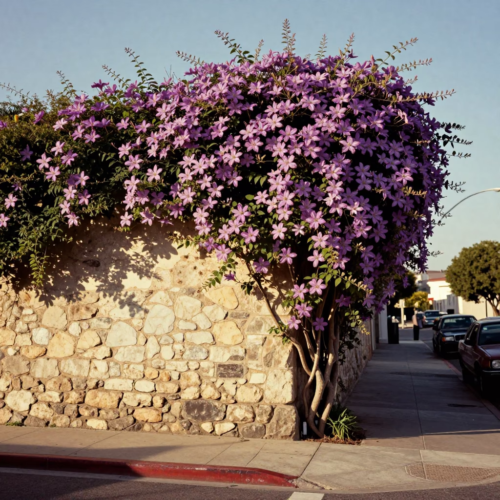 Vintage 1950s Los Angeles Street Scene with Clematis Vine Stone Wall and Classic Car in in Los Angeles, California, United States