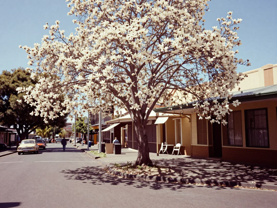 Vintage 1950s Perth Street Scene with Magnolia Tree in Bloom and Midmorning Sunlight in in Perth, Western Australia, Australia