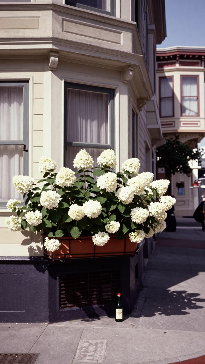 Vintage 1950s San Francisco Street Scene with Hydrangeas and Bottle in in San Francisco, California, United States